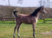 Stunning yearling colt available for sale to good home.