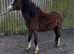 Welsh section colt