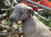 Whippet x