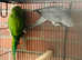 Indian ringneck parrot for sale