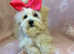 Maltipoo puppy gorgeous apricot teddy bear toy ready now