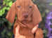 Kc wirehaired vizsla puppies