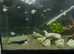 Polar/platinum parrot fish