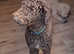 Standard Chocolate Labradoodle Curly Hypo Allergenic Coat PROVEN in Runcorn