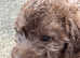 Bedlington terrier dog pup