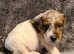 Fox terrier x jack Russell puppies