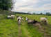 Shetland ewes with lambs at foot