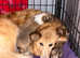 Shetland sheepdog puppy looking for forever homes