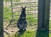 Wallaby
