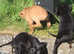 Cocker Spaniel pups, working type