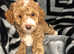 Bordoodle puppies ***1 girl left***