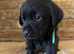 KC Registered Black Labrador Puppies