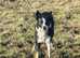 4 year old border collie bitch