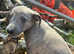 Whippet x