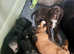 *Only 1 boy left*  working cocker spaniel puppy