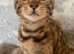 Bengal cats for sale Tica registered