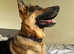Beautiful German Shepherd