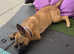 8 month old Belgian Malinois female Puppy