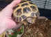 Male tortoise  4 years old needs  loving  home