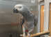 Taking Cuddly Tame African grey Parrot