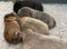 Chow chow pups