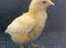Week old La Bresse Gauloise chicks available