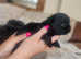 4 Imperial shih Tzu's