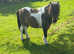 Registered miniature 2 year old colt
