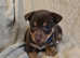 Jack Russell Puppies READY NOW