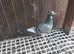 Racing pigeons
