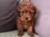Beautiful Cavapoo Puppies