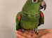 Very Super Cuddly Tame Yellow Crown Amazon Parrot