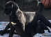 Pedigree Cane Corso Pups for Sale