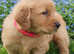 Fully vaccinated, socialized, potty trained, and playful Golden Retriever puppies