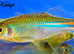 Tropical Fish small community type Rainbowfish Barbs Tetras & Danios (tank bred) can deliver