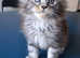 Pedigree Maine Coon kittens