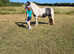Lovely little cob