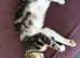 The sweetest girl you'll ever meet! In need of a home asap. Come and give her a home!