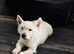 West Highland Terrier - White