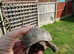 7 year old male Horsfield tortoise, very friendly.d