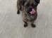 Pug mixed