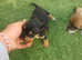 Miniature jack russles for new families