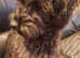 Two handsome Schnoodle Boys Available Now