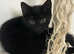Cute fluffy kittens needing to be rehome asap