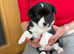 Sweet and Smart Corgi Cardigan Babies - LKF & FCI Registered