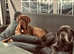 Neapolitan mastiff boy and girl