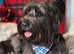 Rare KC Reg Health tested Skye Terrier Pups