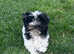Small Biewer Terrier boys .DNA tested parents