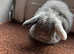 Three stunning mini lop babies