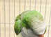 Beautiful baby Blue and green Quaker parrot